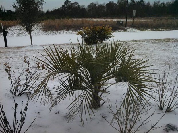 My icy front yard and palm tree. Longs, SC January 29, 2014
